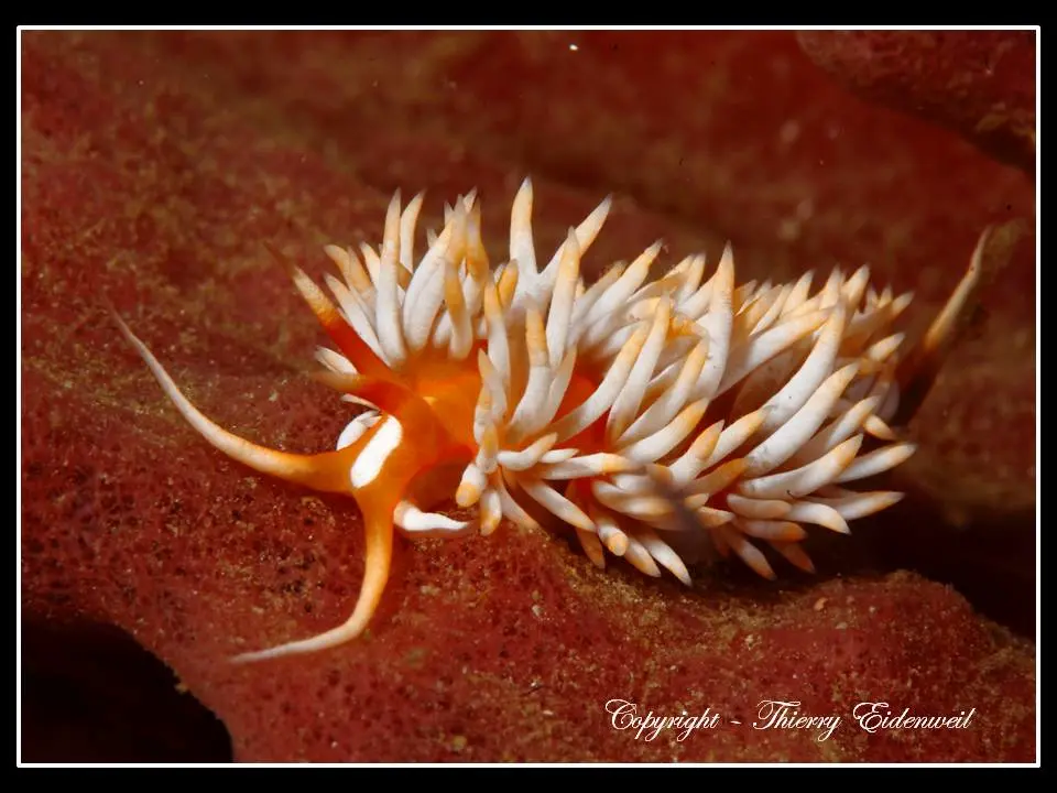 Anilao Macro Dive Media Highlight